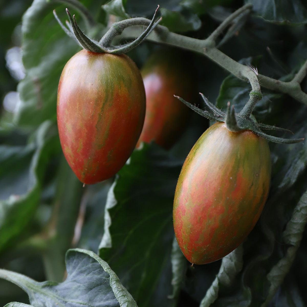 Lucky Tiger Asian Tomato Vegetable Seeds for Planting