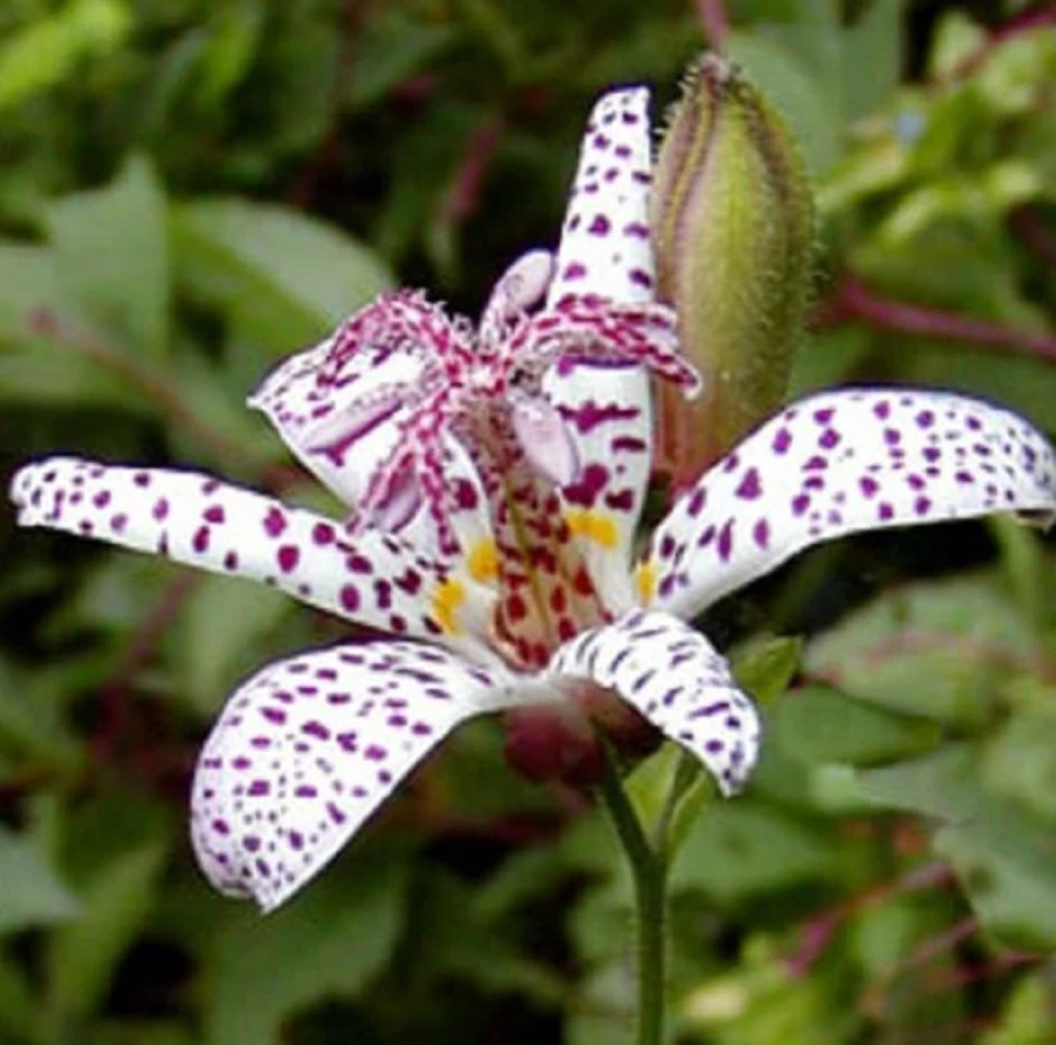 Toad Lily seeds (Tricyrtis hirta x Miyazaki) – exotic shade garden perennials - Dharaseeds