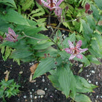 Toad Lily seeds (Tricyrtis hirta x Miyazaki) – exotic shade garden perennials - Dharaseeds