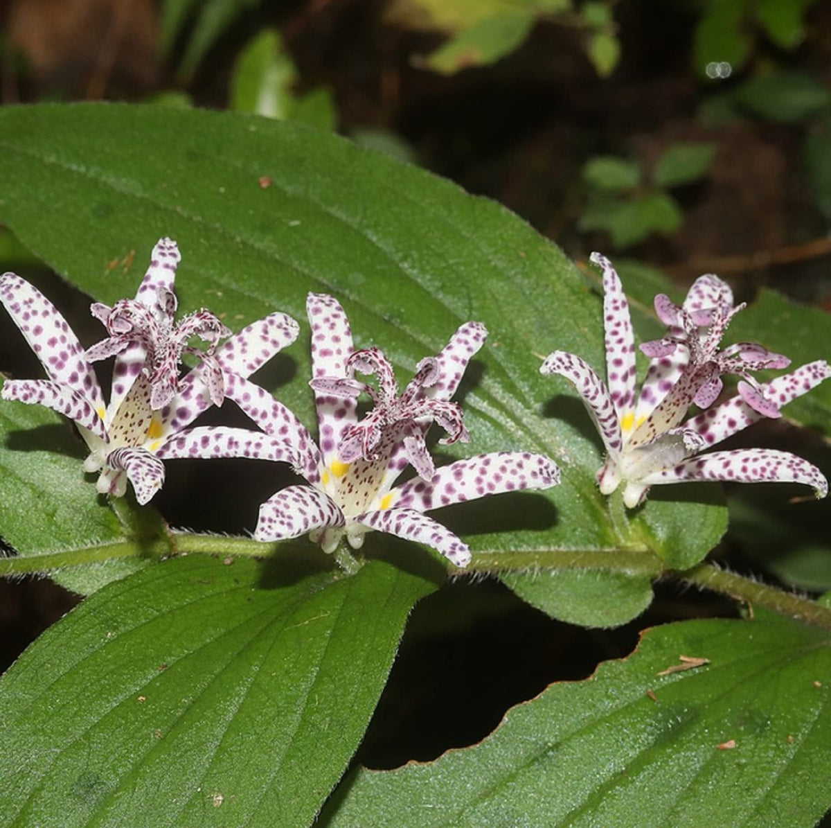 Toad Lily seeds (Tricyrtis hirta x Miyazaki) – exotic shade garden perennials - Dharaseeds