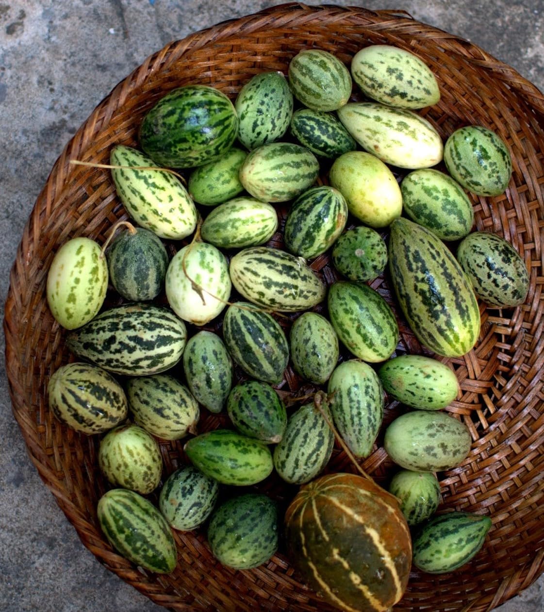 Toad Skin melon seeds with growing and planting guide