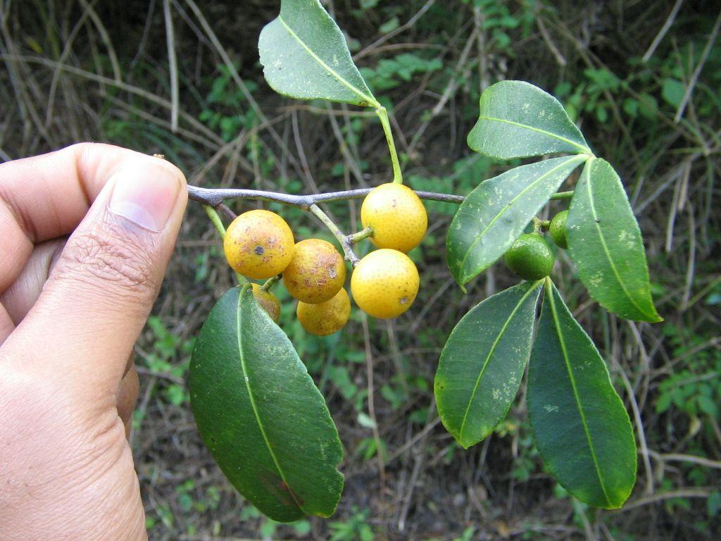 Green Toddalia Plant Seeds for Planting
