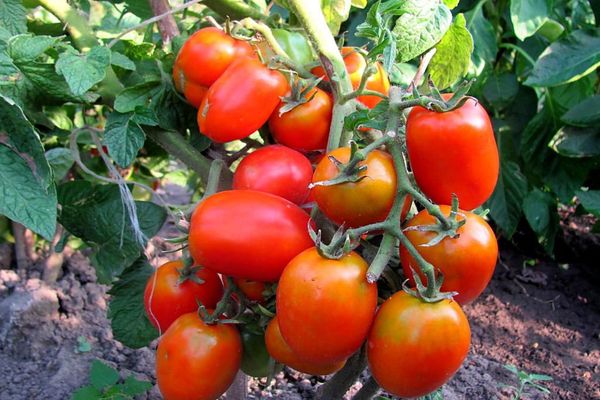 Tomato Adelina Solanum lycopersicum vegetable seeds for planting in backyard garden or kitchen garden