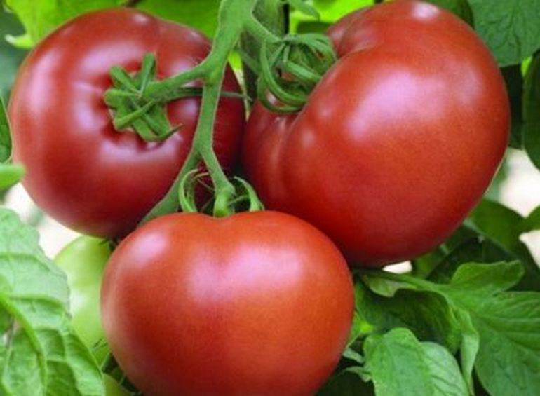 Tomato Adelina Solanum lycopersicum vegetable seeds for planting in backyard garden or kitchen garden