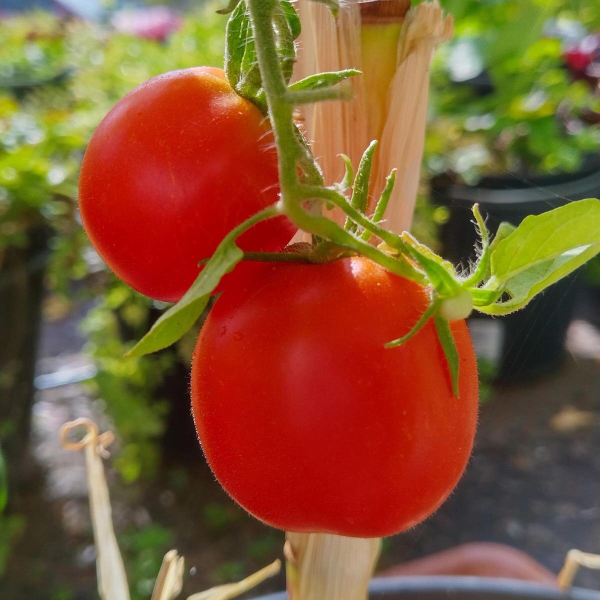 Hard Rock Tomato Solanum lycopersicum hybrid seeds for high-yield, resilient garden tomatoes