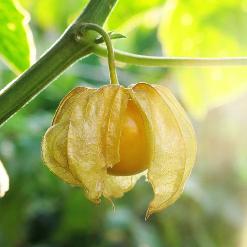 Tomatillo Seeds - Ground Cherry