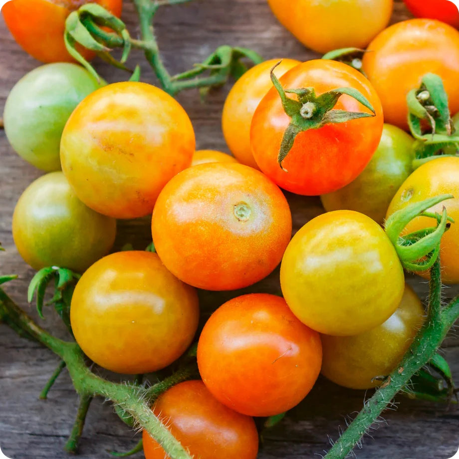 Isis Candy Tomato Seeds – Sweet and Fruity Cherry Tomato for Garden Planting