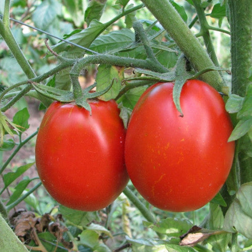 Tomato Adelina Solanum lycopersicum vegetable seeds for planting in backyard garden or kitchen garden