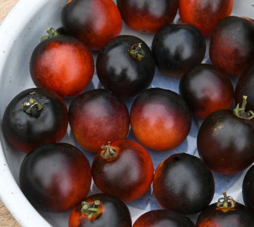 Tomato Akoya F1 Imported heirloom non-GMO organic garden seeds