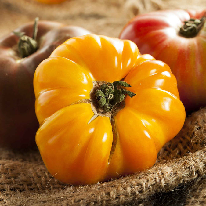 Tomato Seeds - Amana Orange