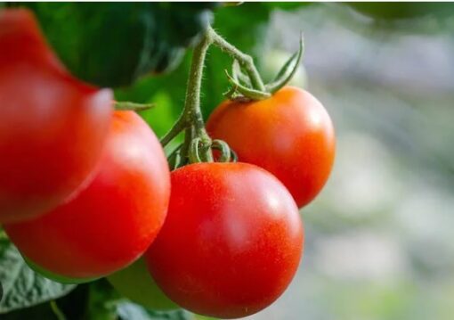 Tomato F1 Arya heirloom non-GMO organic garden seeds