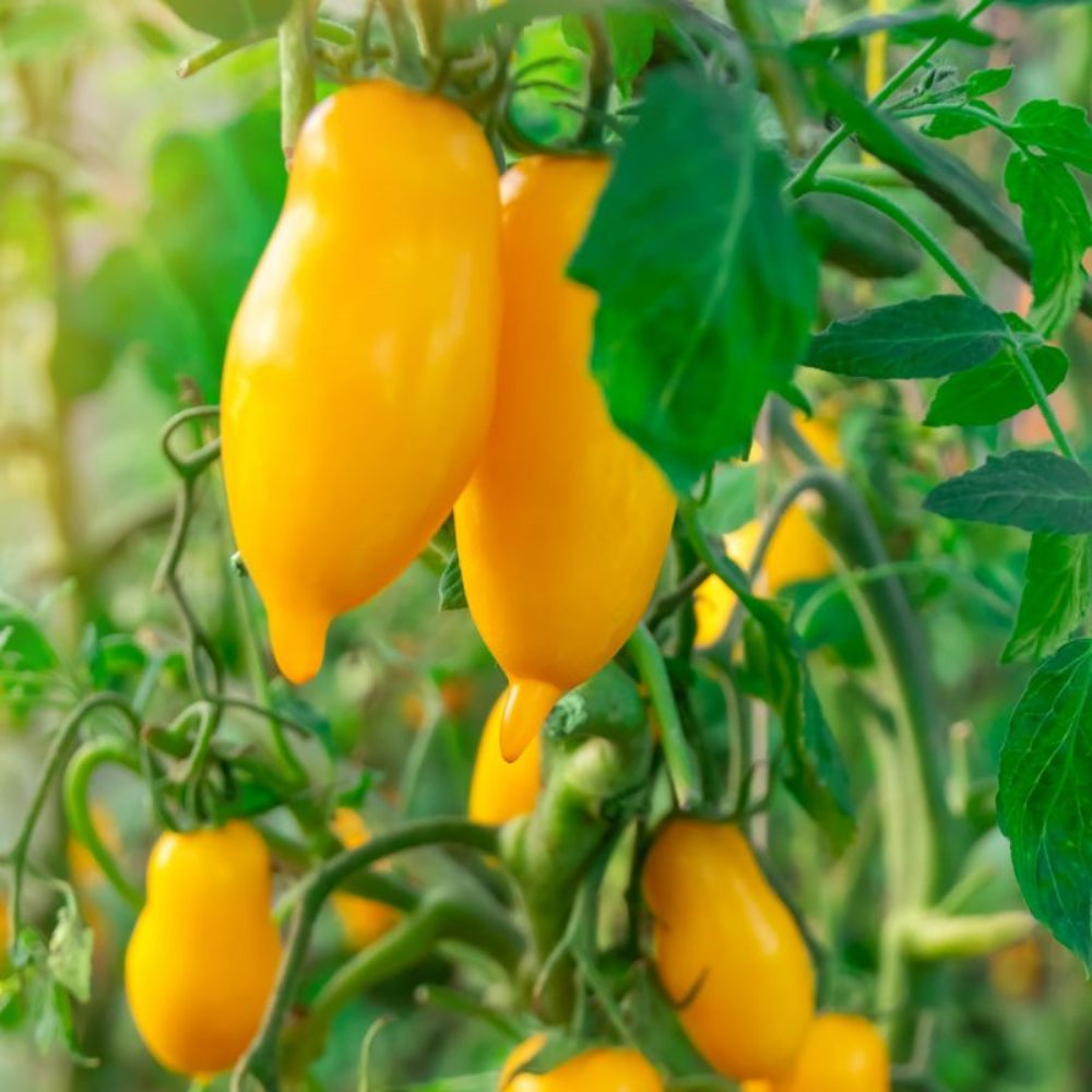 Banana Legs Tomato Seeds – Elongated Yellow Tomatoes with Mild Flavor