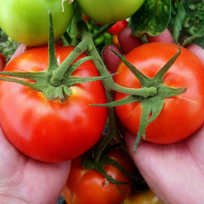 Tomato Seeds - Bonny Best