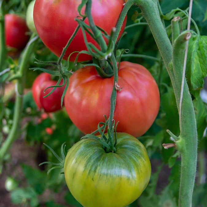 Tomato Seeds - Bradley