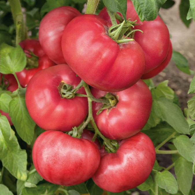 Tomato Seeds - Brandywine Pink