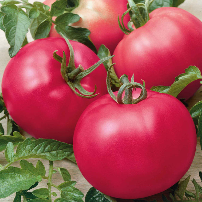 Tomato Seeds - Chef's Choice Pink F1