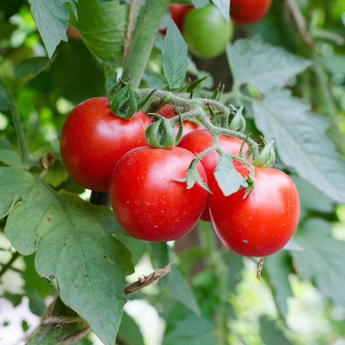 Tomato Seeds (Organic) - Red Cherry - Large