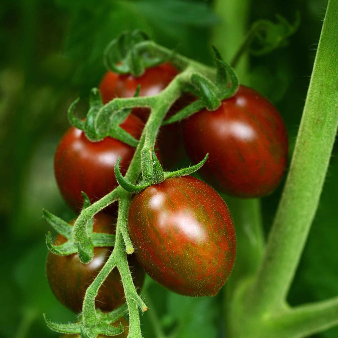 Tomato Seeds - Chocolate Sprinkles