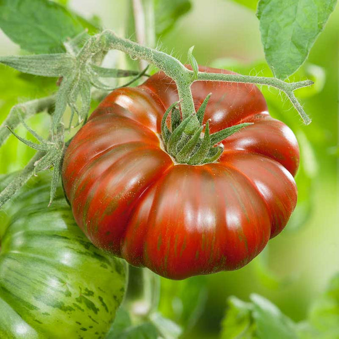 vegetables fresh high quality vegetable seeds for home gardens and farms perfect for growing healthy and nutritious crops organic vegetables premium organic vegetable seeds for sustainable farming and healthy homegrown produce suitable for all climates