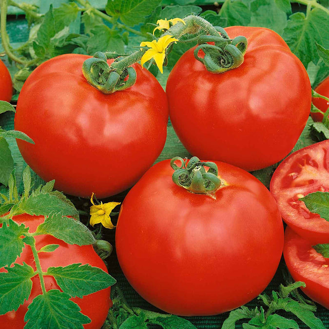 Tomato Seeds - Container Choice Red F1