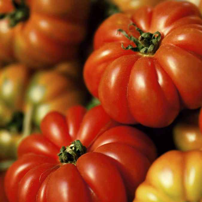 Tomato Seeds - Costoluto Genovese