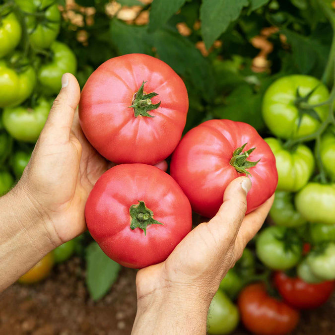 Tomato Seeds - Delicious