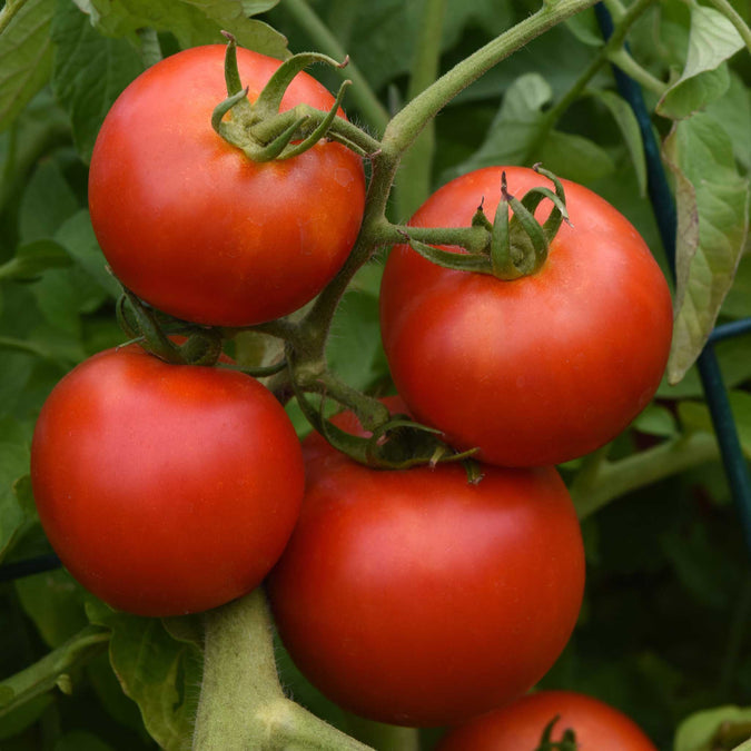 Tomato Seeds - Early Girl (Bush)