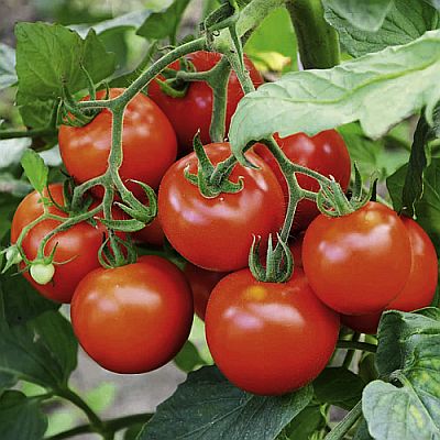 Tomato F1 Hybrid heirloom non-GMO organic garden seeds