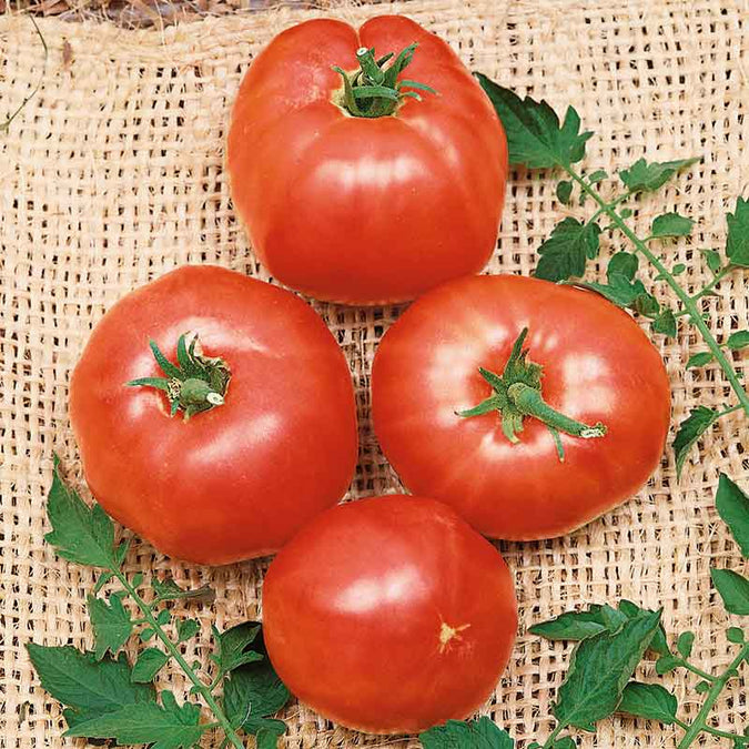 Tomato Seeds - German Johnson