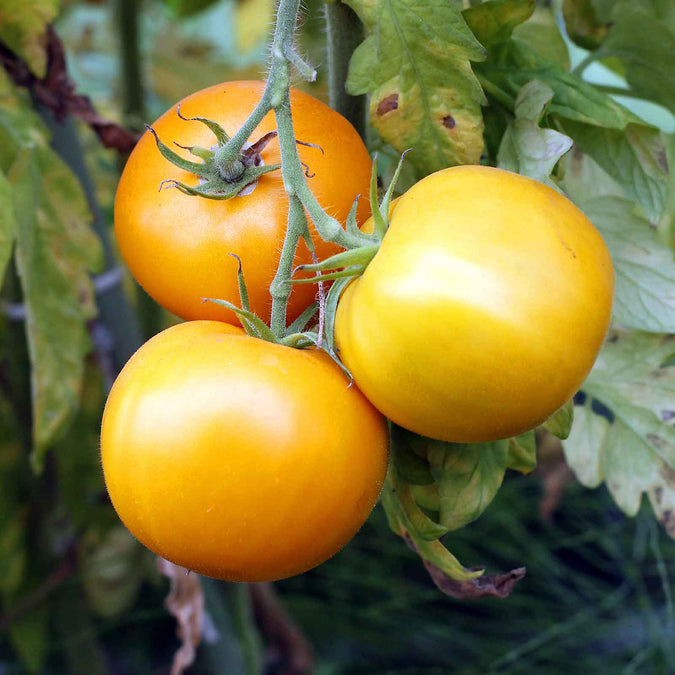 Tomato Seeds - Golden Jubilee