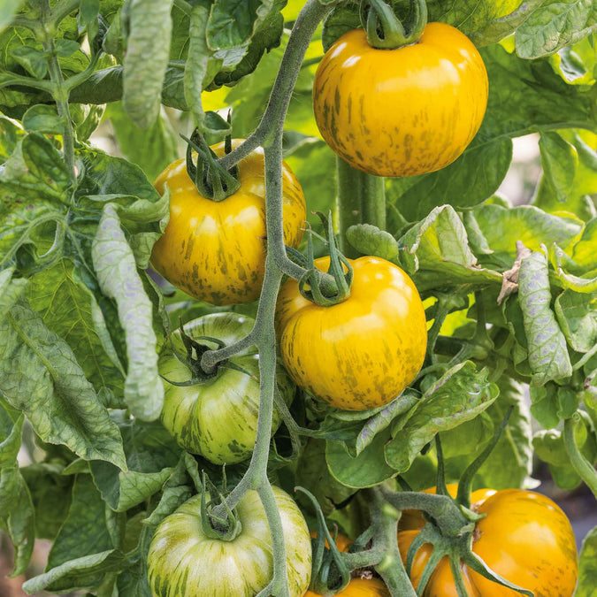 Tomato Seeds - Green Zebra