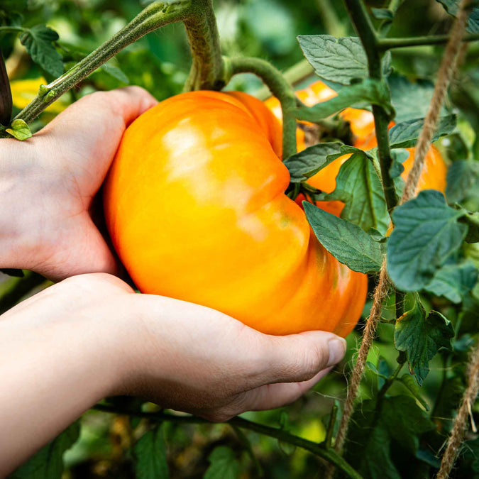 Tomato Seeds - Hillbilly (Potato Leaf)