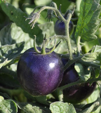 Tomato Indigo Purple Of Imported heirloom non-GMO organic garden seeds