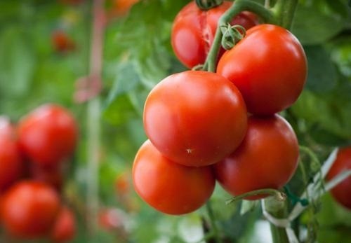 Tomato Jumbo heirloom non-GMO organic garden seeds