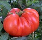 Tomato Kashi Open Pollinated heirloom non-GMO organic garden seeds