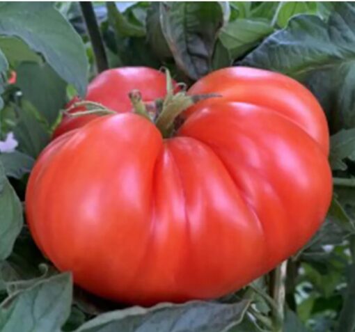 Tomato Kashi Open Pollinated heirloom non-GMO organic garden seeds