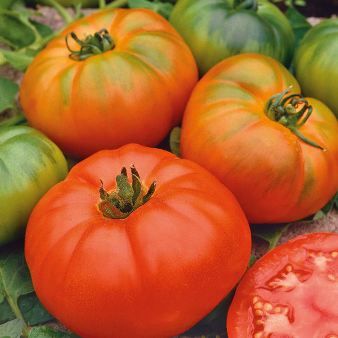 Tomato Seeds - Marmande VF