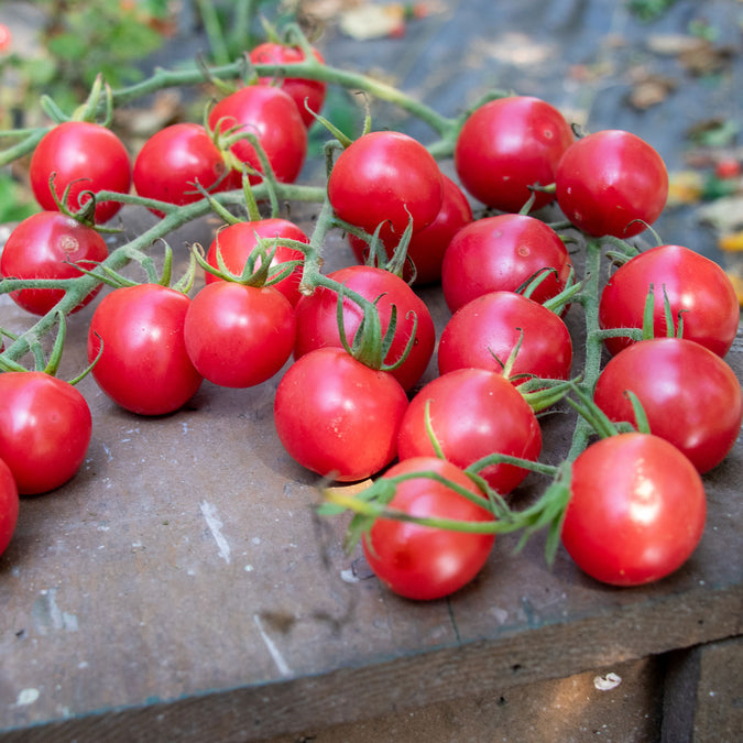 vegetables fresh high quality vegetable seeds for home gardens and farms perfect for growing healthy and nutritious crops organic vegetables premium organic vegetable seeds for sustainable farming and healthy homegrown produce suitable for all climates