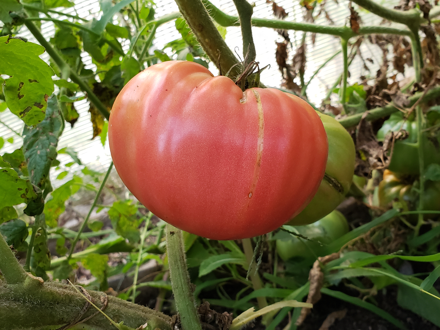 Tomato Solanum Lycopersicum Pink Missouri Mystery Vegetable Seeds for Planting – Heirloom Variety for Garden Beds and Fresh Eating