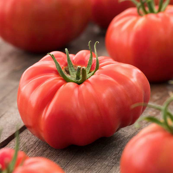 Tomato Seeds (Organic) - Beefsteak