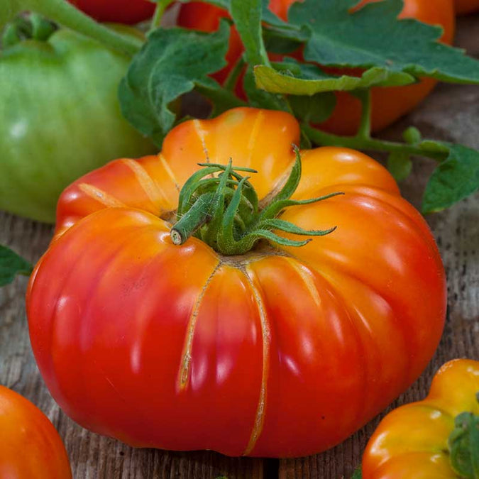 Tomato Seeds (Organic) - Big Rainbow