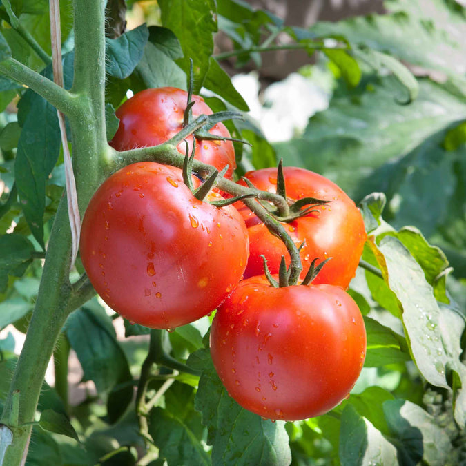 Tomato Seeds (Organic) - Floradade