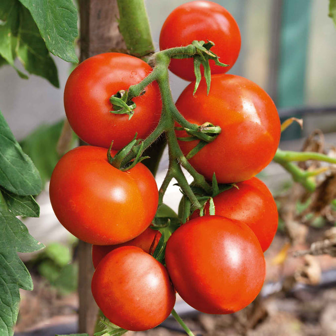 Tomato Seeds (Organic) - Moneymaker