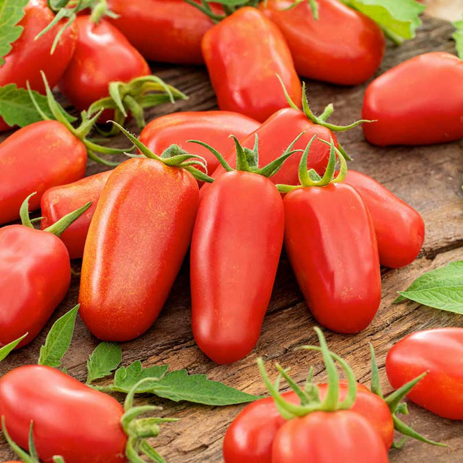 Tomato Seeds (Organic) - San Marzano