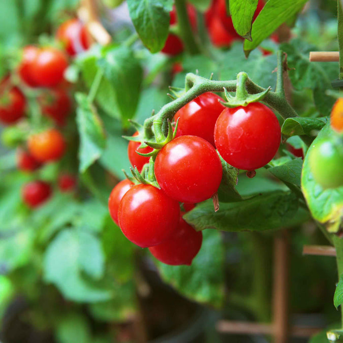 Tomato Seeds (Organic) - Small Red Cherry