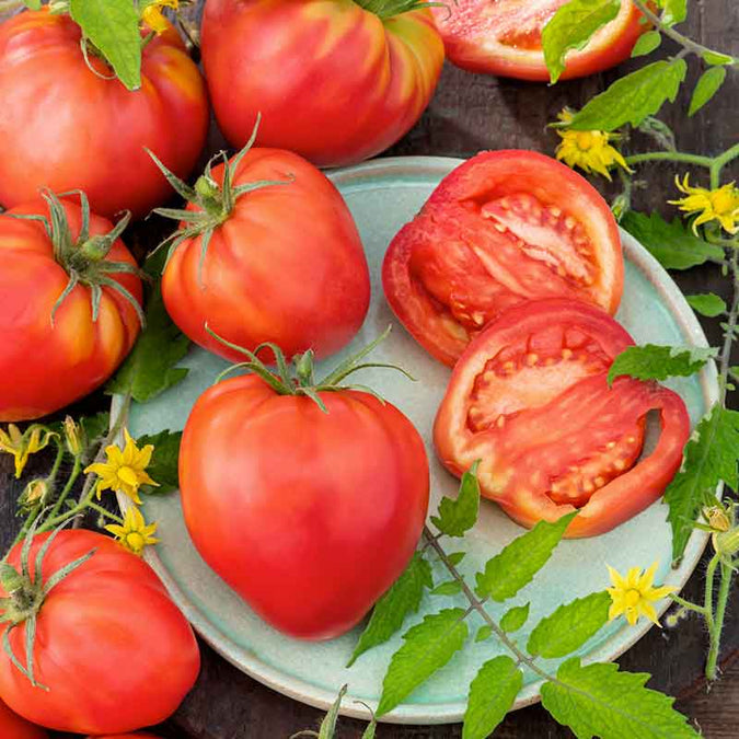 Tomato Seeds - Oxheart