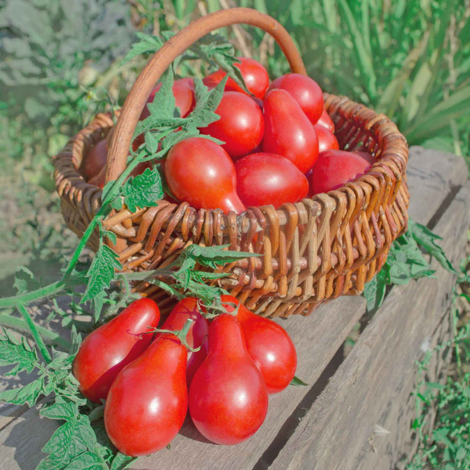 Tomato Seeds - Red Pear