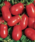 Tomato Rio Grande heirloom non-GMO organic garden seeds