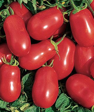 Tomato Rio Grande heirloom non-GMO organic garden seeds