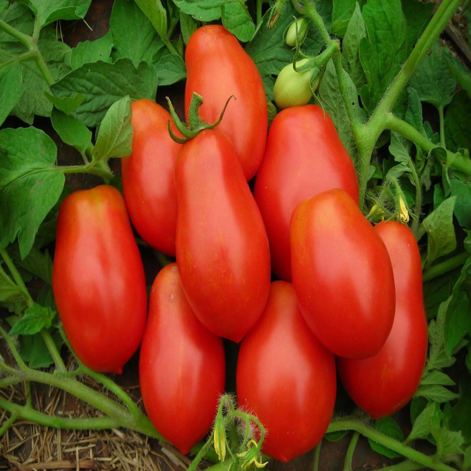 Roma VF Tomato Solanum lycopersicum for planting in vegetable patch